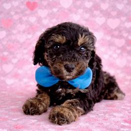 Black Phantom - Phantom male Goldendoodle puppy in Fort Myers, Florida from Daisy Doodles LLC