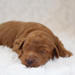 Kyle - Red  male Goldendoodle puppy in Somerset, Ohio from Odyssey Pups