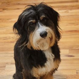 Gracie - Bernedoodle