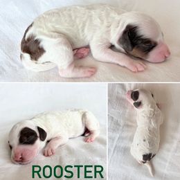 Aussiedoodle Puppies from JK Mini Doodles