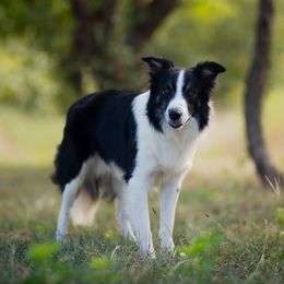 Rip - Border Collie