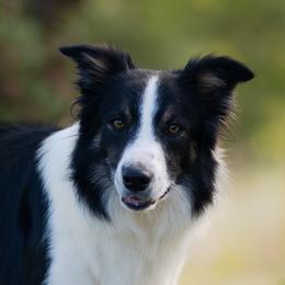 Rip - Border Collie