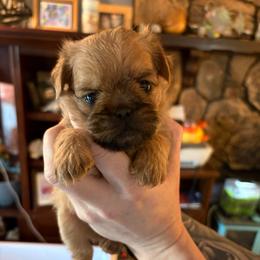 Vivian - Black and tan female Brussels Griffon puppy in Ogden, Utah from Shelly's Brussels Griffons