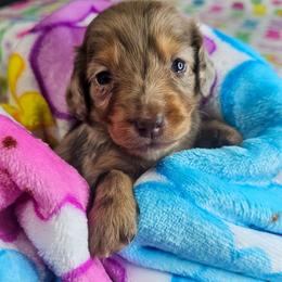 Chocolate and tan dapple female (3208.56) - Dapple female Dachshund puppy in Belle Rive, Illinois from Akin's Miniature Dachshunds, LLC