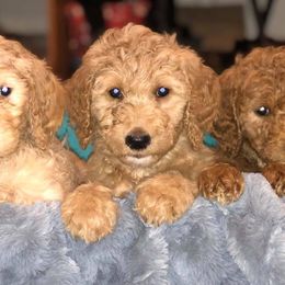 American Corgis, Goldendoodles, and Pembroke Welsh Corgis from Congrove Corgis and Doodles