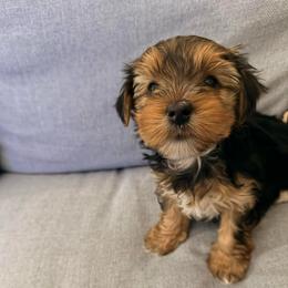 Rufus - Chocolate, tan and white male Yorkshire Terrier puppy in Bear Creek, North Carolina from Lizzy's amazing trios