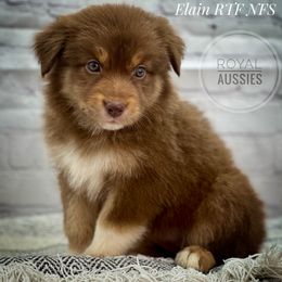 Australian Shepherd Puppies from Royal Aussie’s