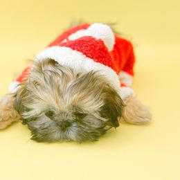 Shih Tzu Puppies from Arizona Sunrise Shih Tzus