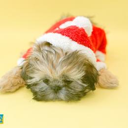 Shih Tzu Puppies from Arizona Sunrise Shih Tzus