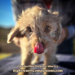 Miss Ivy - Brown merle female Aussiedoodle puppy in Dolan Springs, Arizona from High Desert Companions