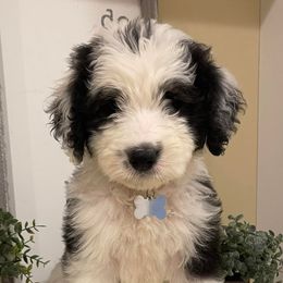 Old English Sheepdogs and Sheepadoodles from Sheepdogs of Summer Ridge
