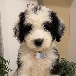 Old English Sheepdogs and Sheepadoodles from Sheepdogs of Summer Ridge