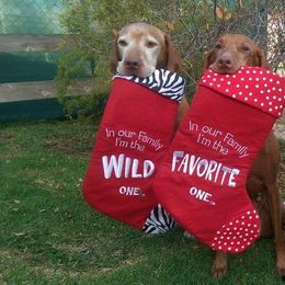 Vizsla All Grown Up from Vizslas