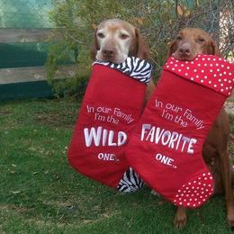 Vizsla All Grown Up from Vizslas
