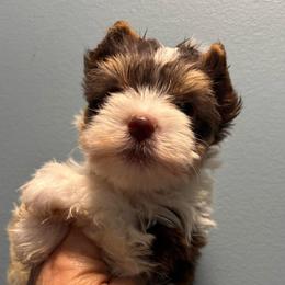 Laramie - Chocolate, tan and white female Yorkshire Terrier puppy in Georgia from Berggipfel Yorkies