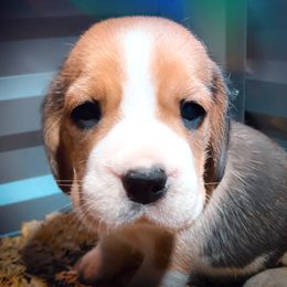 Beagle and German Shepherd Puppies from Synastry Beagles