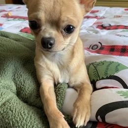 Chihuahuas from LANDSLIDE CHIHUAHUAS