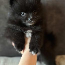 Bear - Black male Pomeranian puppy in El Sobrante, California from Little Lovers Kennels, LLC