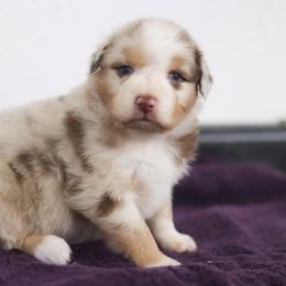 Louie - Red merle male Australian Shepherd puppy in Bagley, Iowa from Diamond M Aussies