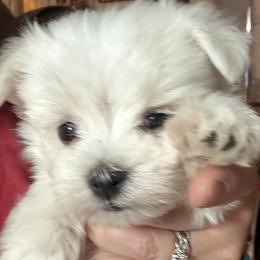 Maltese Puppies from Ayres to Heirs Puppy Co.