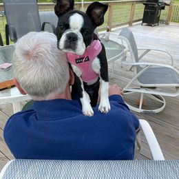 Boston Terrier Puppies from Our Gang Bostons