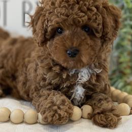 Cavapoos and Poodles from Heavn Sent Acres