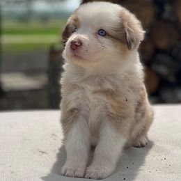 Tori - Australian Shepherd puppy in Hempstead, Texas from SkyBrynn Aussies
