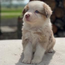 Tori - Australian Shepherd puppy in Hempstead, Texas from SkyBrynn Aussies