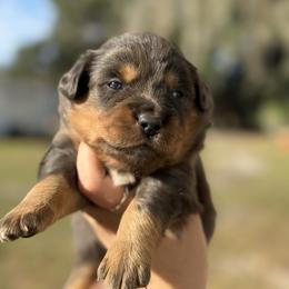 Nilo - Blue merle male Australian Shepherd puppy in Orlando, Florida from Skaky Shepherds