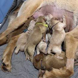 Golden Retriever Puppies from St. Paul Goldens