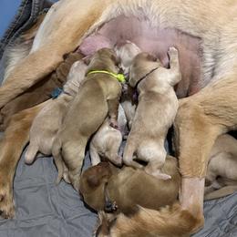 Golden Retriever Puppies from St. Paul Goldens