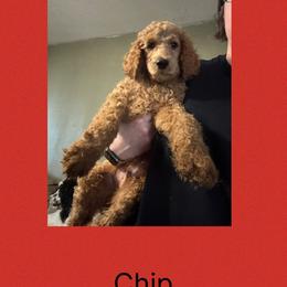 AKC Standard poodle Pascal - Apricot male Poodle puppy in Harrisburg, Arkansas from Ransone’s Ridge Runners Poodles and Doodles