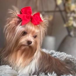 Phe - Yorkshire Terrier