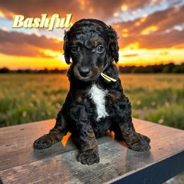 Bashful - Phantom male Poodle puppy in Pink Hill, North Carolina from Boodle's Standard Poodles