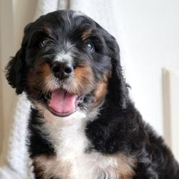 Bayou - Tri-color male Bernedoodle puppy in Folsom, Louisiana from DoodlesFarmCo