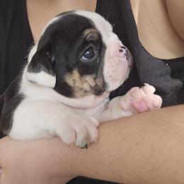 Red Collar - Black tri-color male Bulldog puppy in Lake Stevens, Washington from Washington Bulldogs