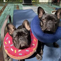French Bulldog Puppies from FOSTERS FRENCHIES