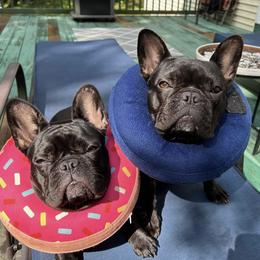 French Bulldog Puppies from FOSTERS FRENCHIES