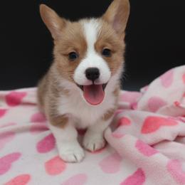 German Shepherd and Pembroke Welsh Corgi Puppies from J&R Shepherds & Corgis