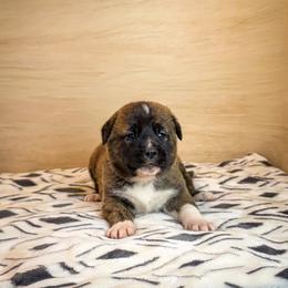 Purple collar - Brindle female Anatolian Shepherd Dog puppy in Spokane, Washington from 4D Cattle Dogs