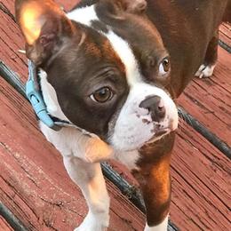 Boston Terrier Puppies from Lola’s House of Bostons & Rescue