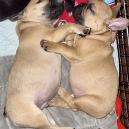 French Bulldog Puppies from Knollridge Frenchies