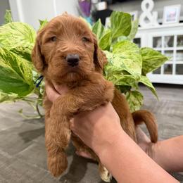 Dark Blue - Red  male Goldendoodle puppy in Bakersfield, California from Lavish Doodles