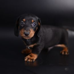 Leo - FULL AKC - Black and tan male Dachshund puppy in Neosho, Missouri from A Walk In The Park