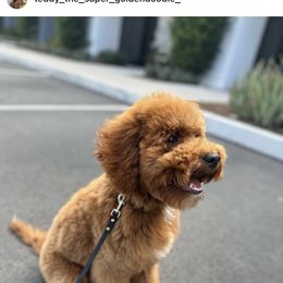 Bernedoodle and Goldendoodle All Grown Up from Country Hills Doodles
