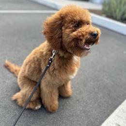 Bernedoodle and Goldendoodle All Grown Up from Country Hills Doodles