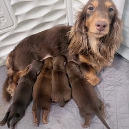 Coco - Dachshund