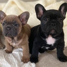 French Bulldogs from A BeautiBull Mess