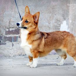 Pembroke Welsh Corgi Puppies from Royal Ridge Corgis