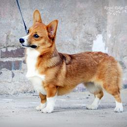 Pembroke Welsh Corgi Puppies from Royal Ridge Corgis